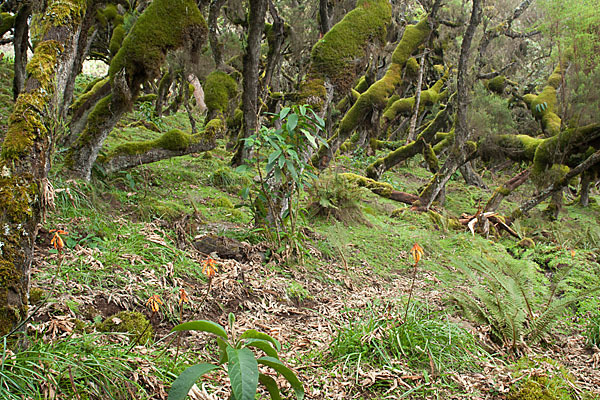 Aethiopien (Ethiopia)