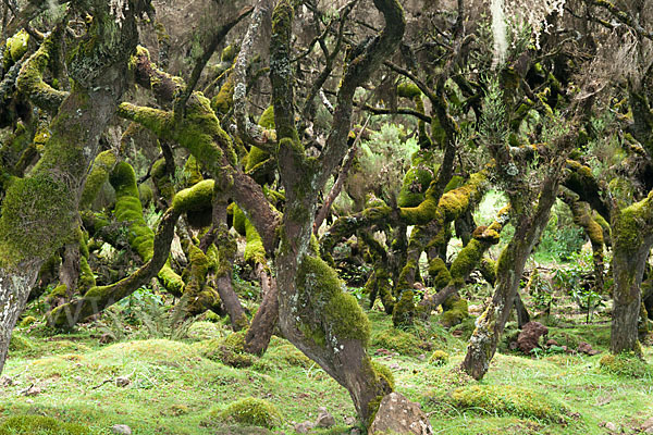 Aethiopien (Ethiopia)