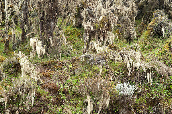 Aethiopien (Ethiopia)