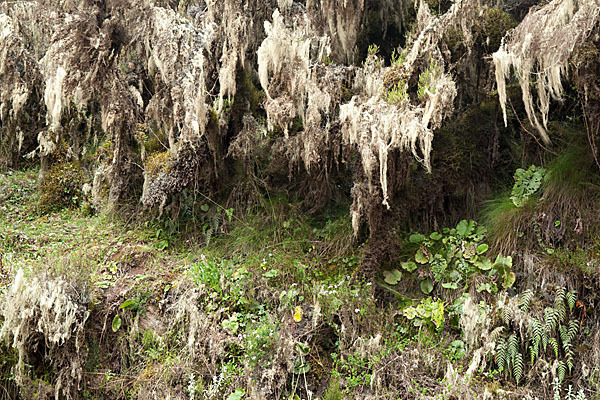 Aethiopien (Ethiopia)