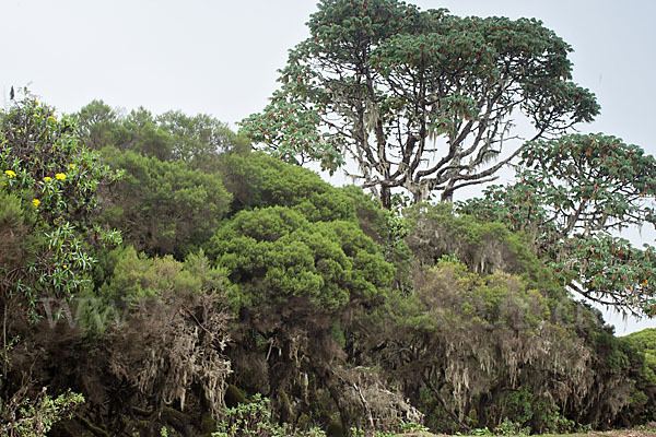 Aethiopien (Ethiopia)