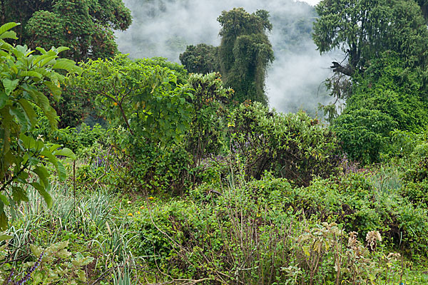 Aethiopien (Ethiopia)