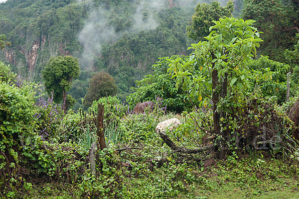 Aethiopien (Ethiopia)