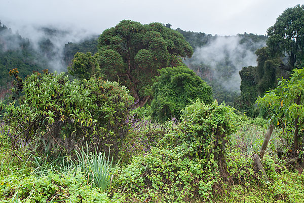 Aethiopien (Ethiopia)