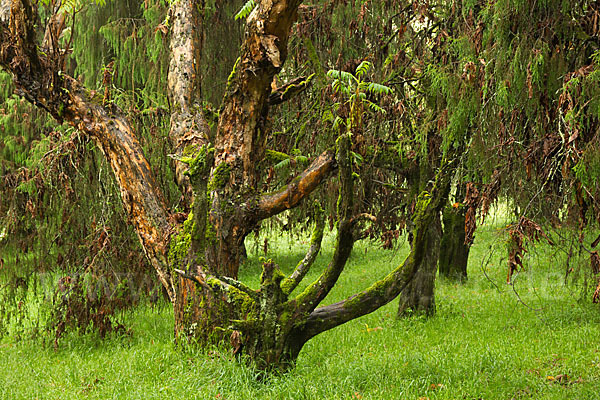 Aethiopien (Ethiopia)