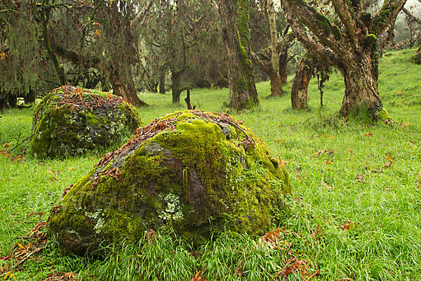 Aethiopien (Ethiopia)