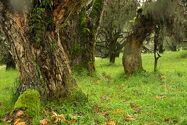 Aethiopien (Ethiopia)