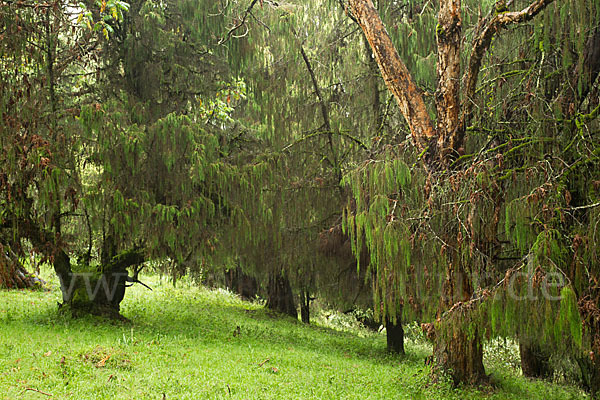 Aethiopien (Ethiopia)