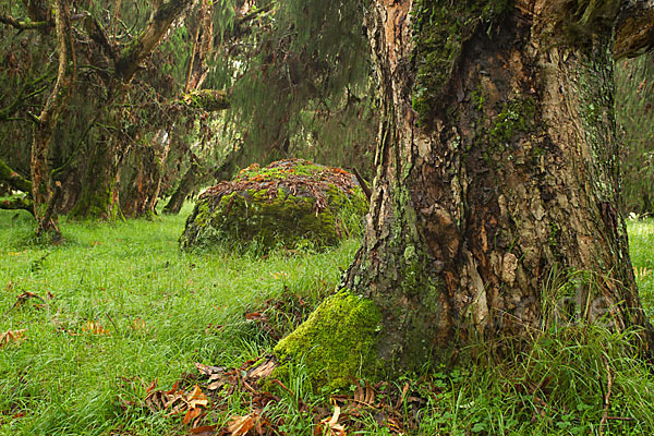 Aethiopien (Ethiopia)