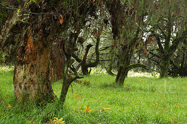 Aethiopien (Ethiopia)