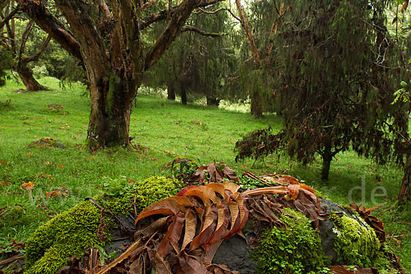 Aethiopien (Ethiopia)