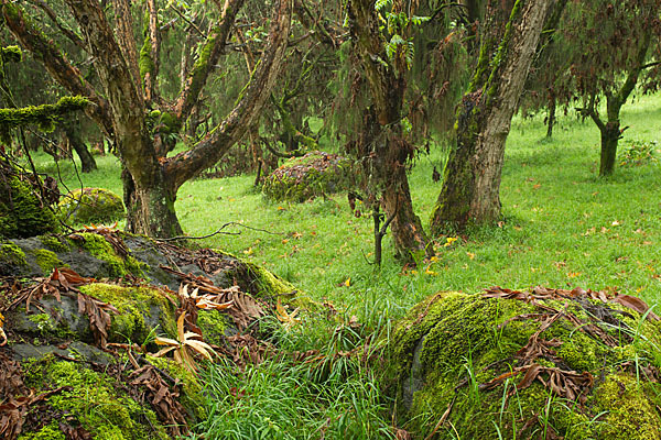 Aethiopien (Ethiopia)