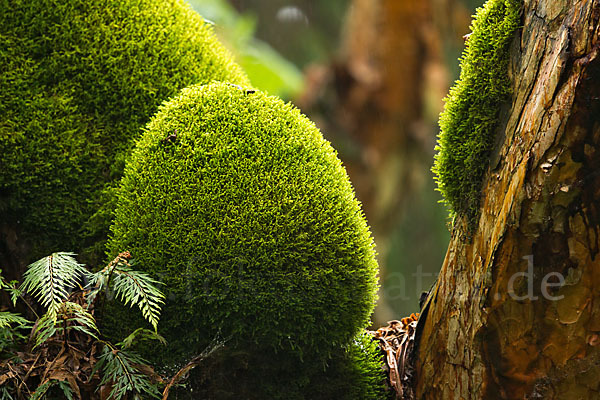 Aethiopien (Ethiopia)