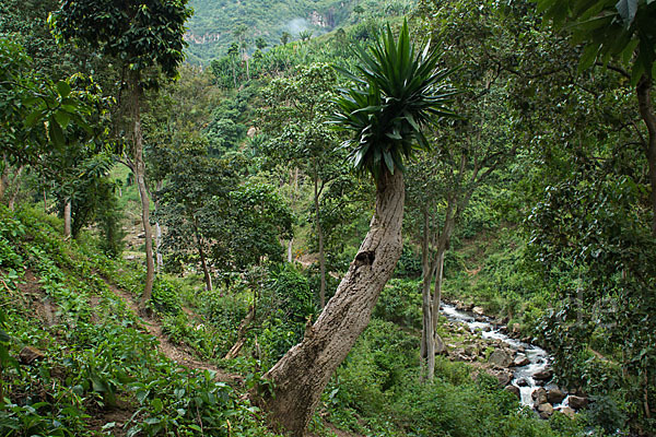 Aethiopien (Ethiopia)