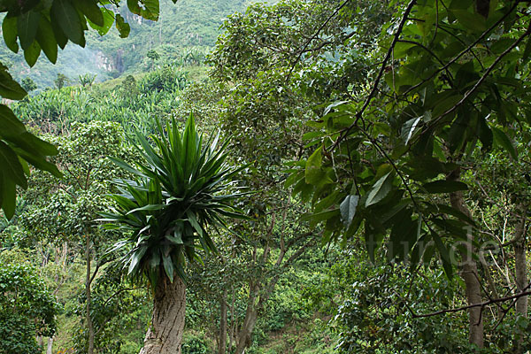 Aethiopien (Ethiopia)