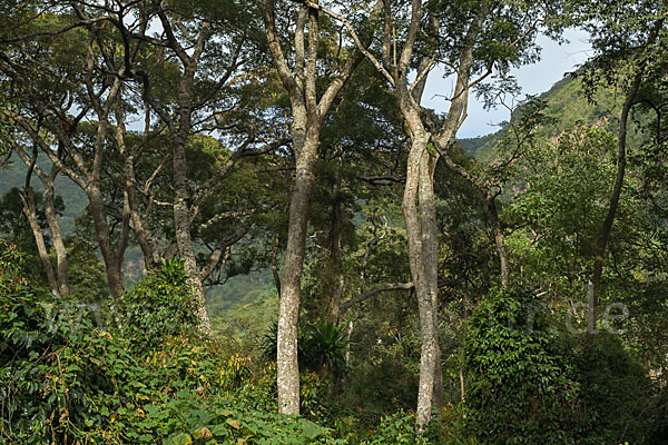 Aethiopien (Ethiopia)