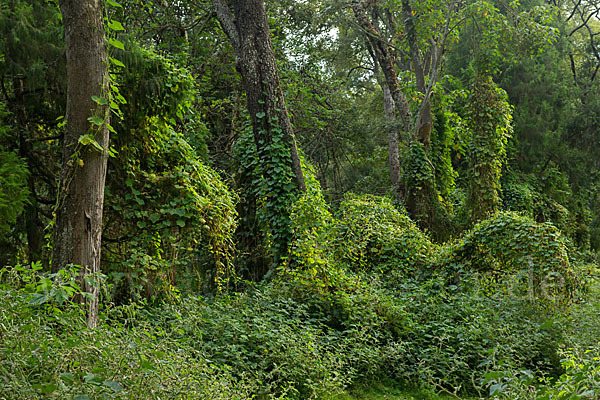 Aethiopien (Ethiopia)