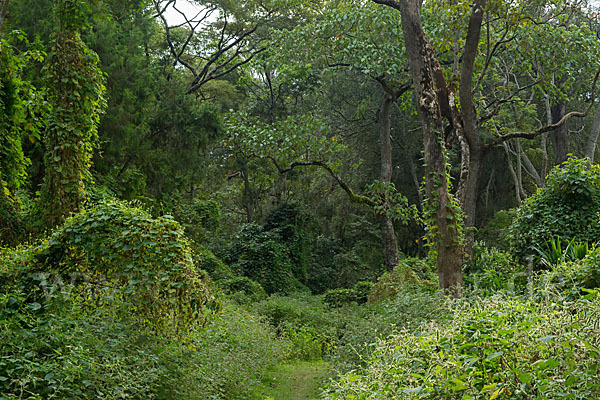 Aethiopien (Ethiopia)