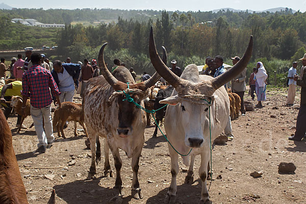 Aethiopien (Ethiopia)