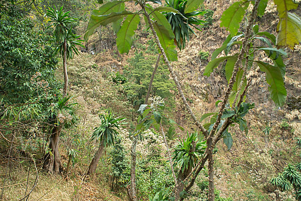 Aethiopien (Ethiopia)