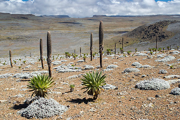 Aethiopien (Ethiopia)