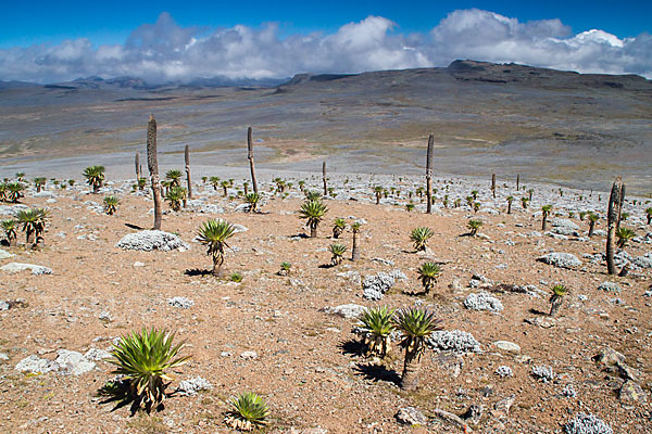 Aethiopien (Ethiopia)