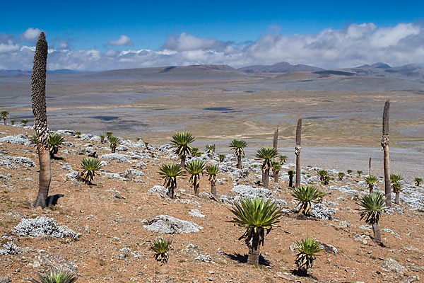 Aethiopien (Ethiopia)