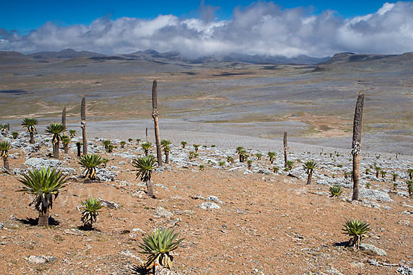 Aethiopien (Ethiopia)