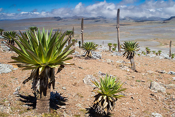 Aethiopien (Ethiopia)