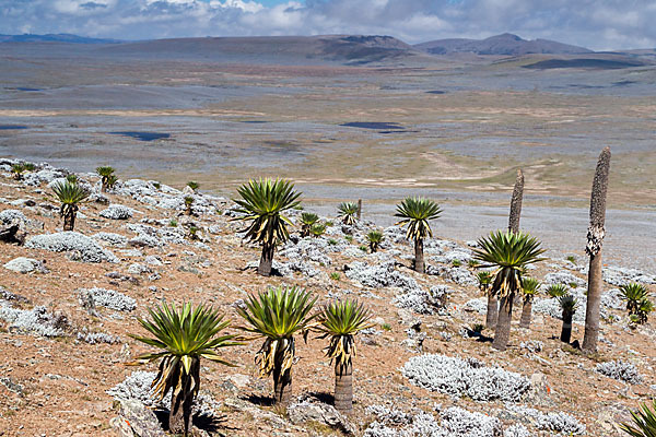 Aethiopien (Ethiopia)