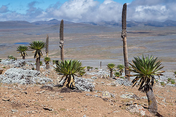 Aethiopien (Ethiopia)