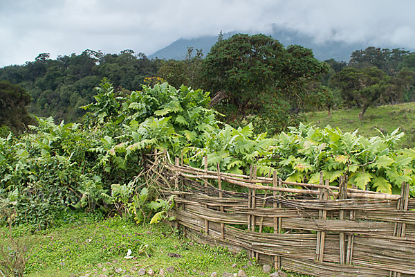 Aethiopien (Ethiopia)