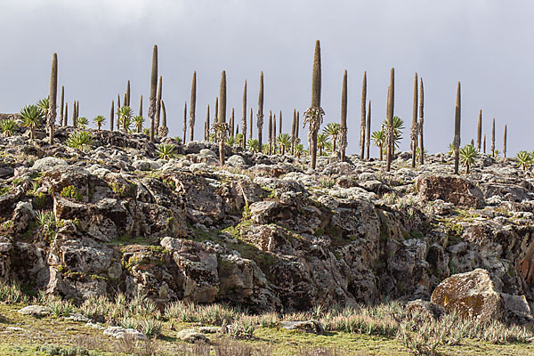 Aethiopien (Ethiopia)