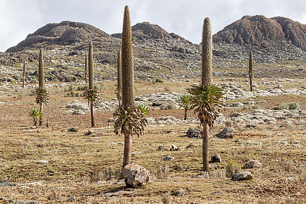 Aethiopien (Ethiopia)