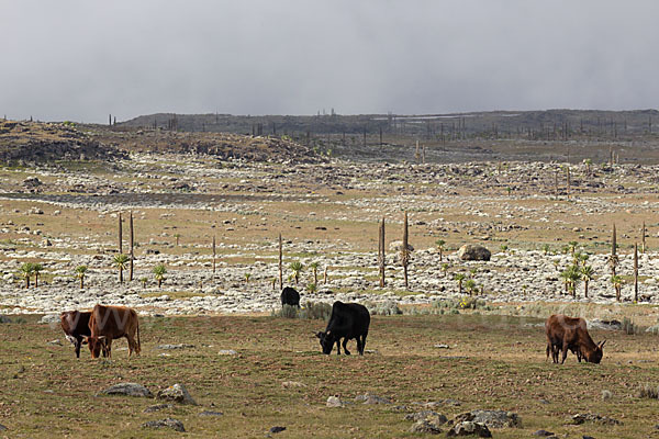 Aethiopien (Ethiopia)