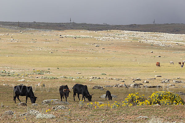 Aethiopien (Ethiopia)