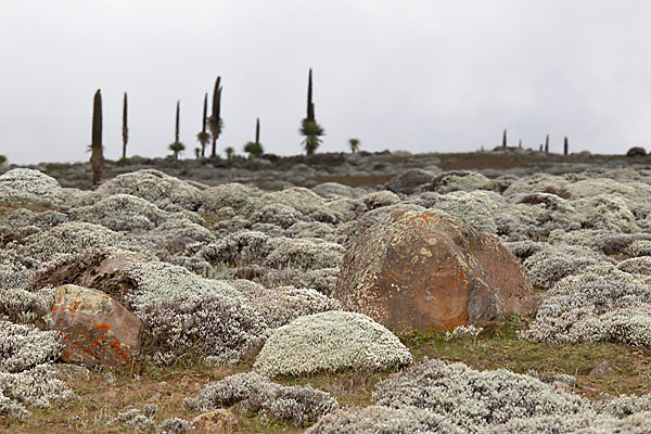 Aethiopien (Ethiopia)