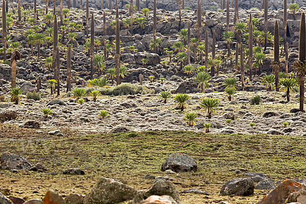 Aethiopien (Ethiopia)