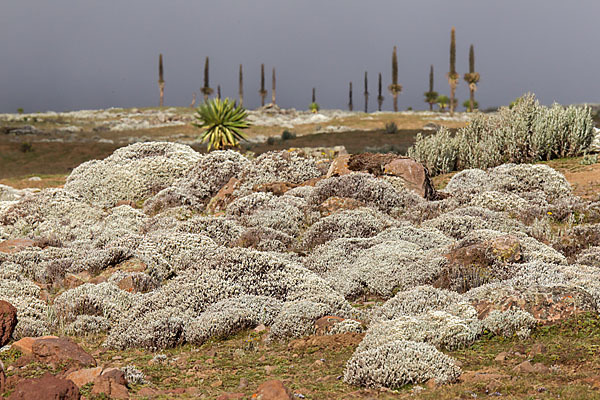 Aethiopien (Ethiopia)