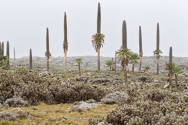 Aethiopien (Ethiopia)