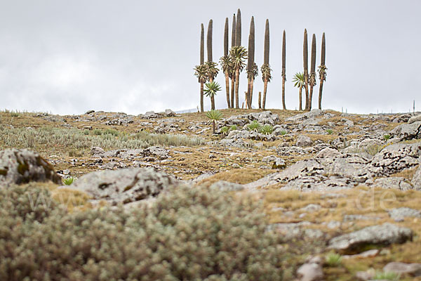 Aethiopien (Ethiopia)