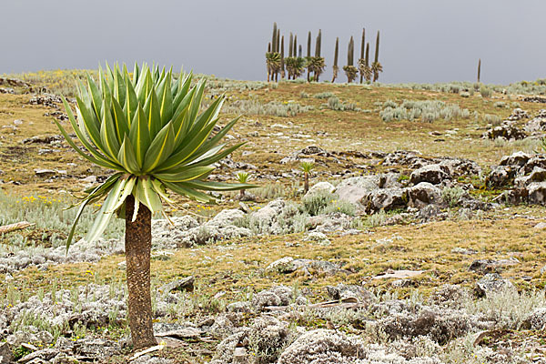 Aethiopien (Ethiopia)