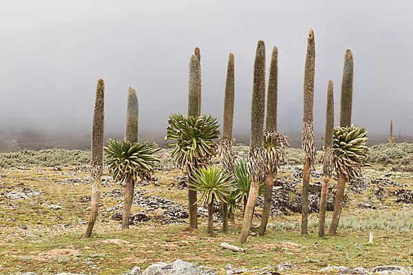 Aethiopien (Ethiopia)