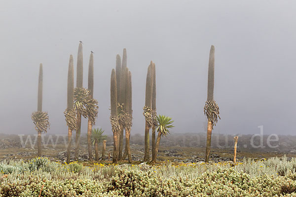 Aethiopien (Ethiopia)