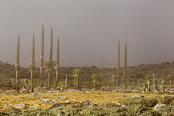 Aethiopien (Ethiopia)