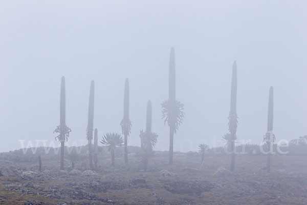 Aethiopien (Ethiopia)