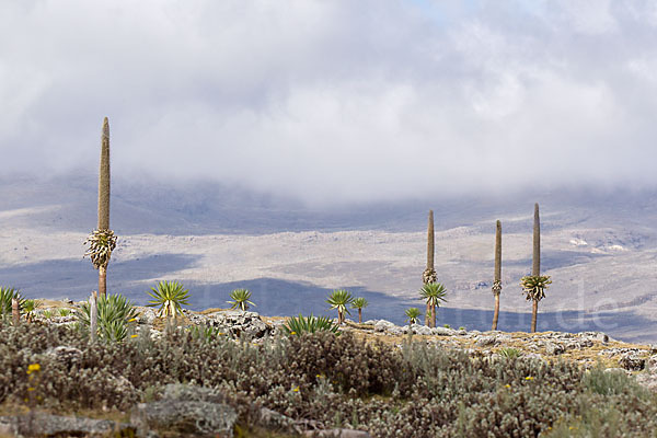 Aethiopien (Ethiopia)