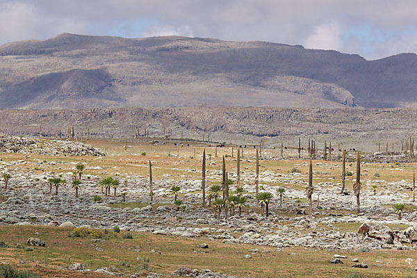 Aethiopien (Ethiopia)