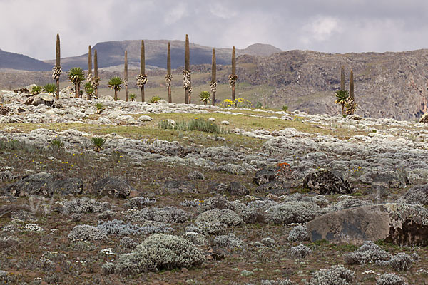 Aethiopien (Ethiopia)