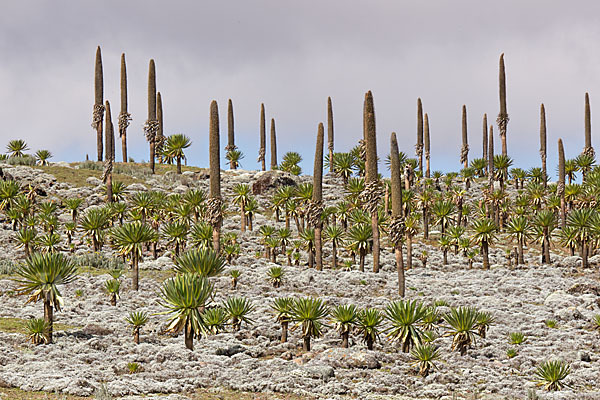 Aethiopien (Ethiopia)